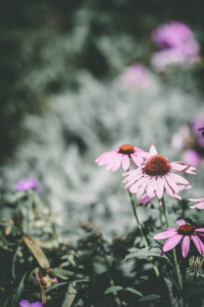 选择聚焦摄影粉红色花瓣的雏菊花
